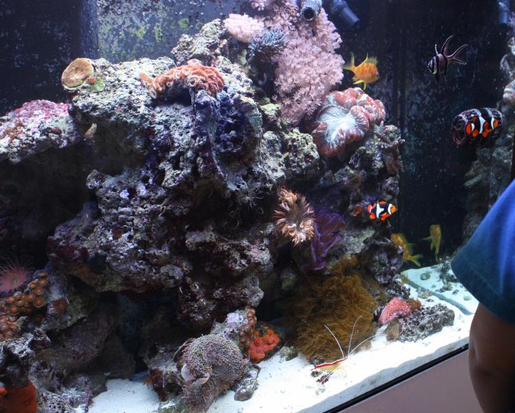 Tropical Fish Tank at Maritime Aquarium in Norwalk Marine Lab