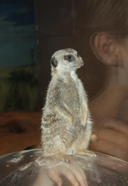 Meerkat at Maritime Aquarium