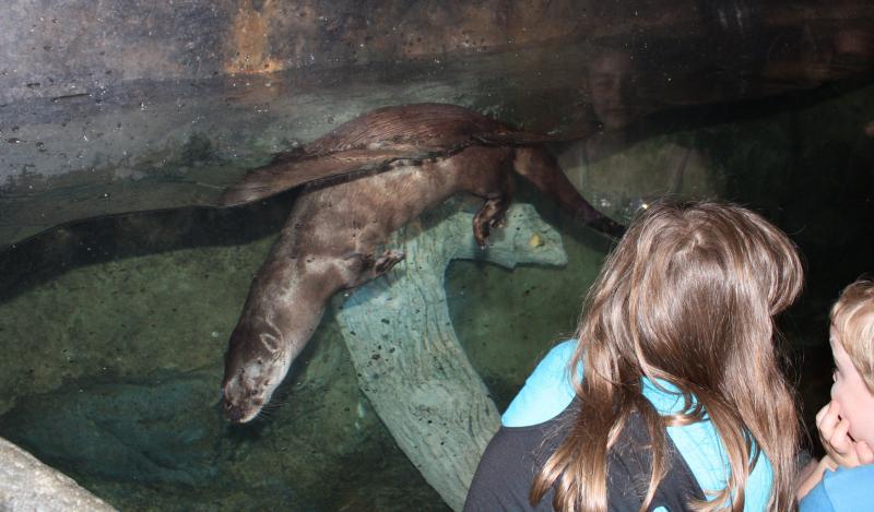 River Otters at Maritime Aquarium in Norwalk