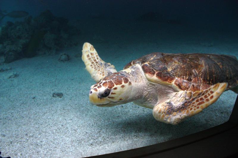 Loggerhead Turtle at Maritime Aquarium in Norwalk