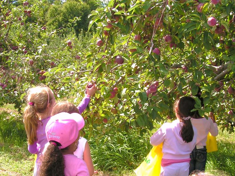 apple picking at Blue Jay Orchard in Bethel CT